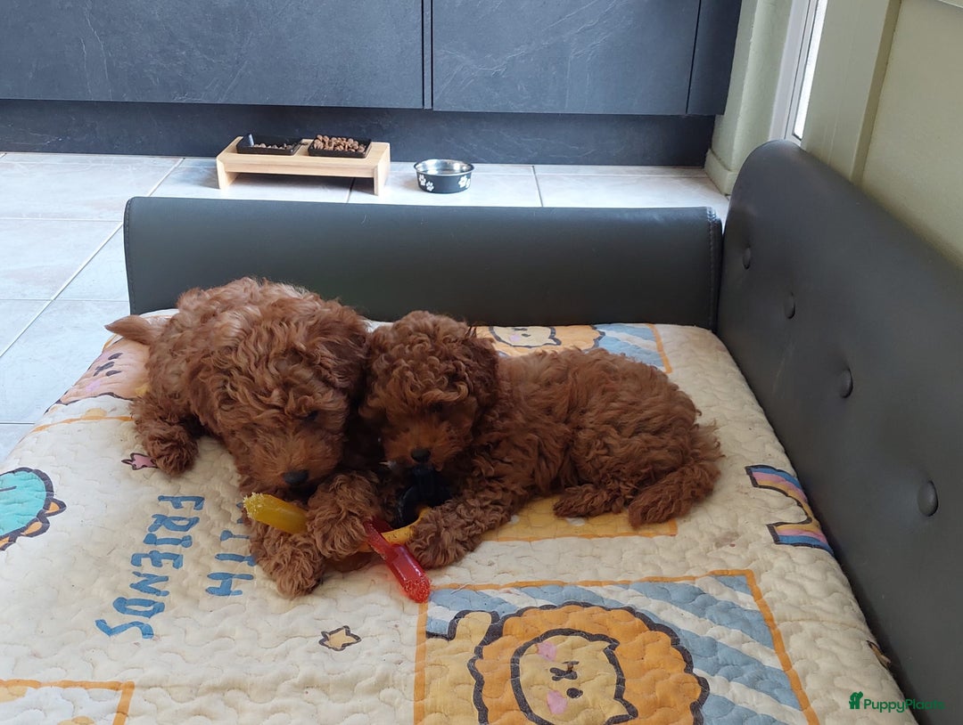 Poedel Toy honden te koop: Te koop Toy Poedels met FCI stamboom in Alblasserdam - Afbeelding 10