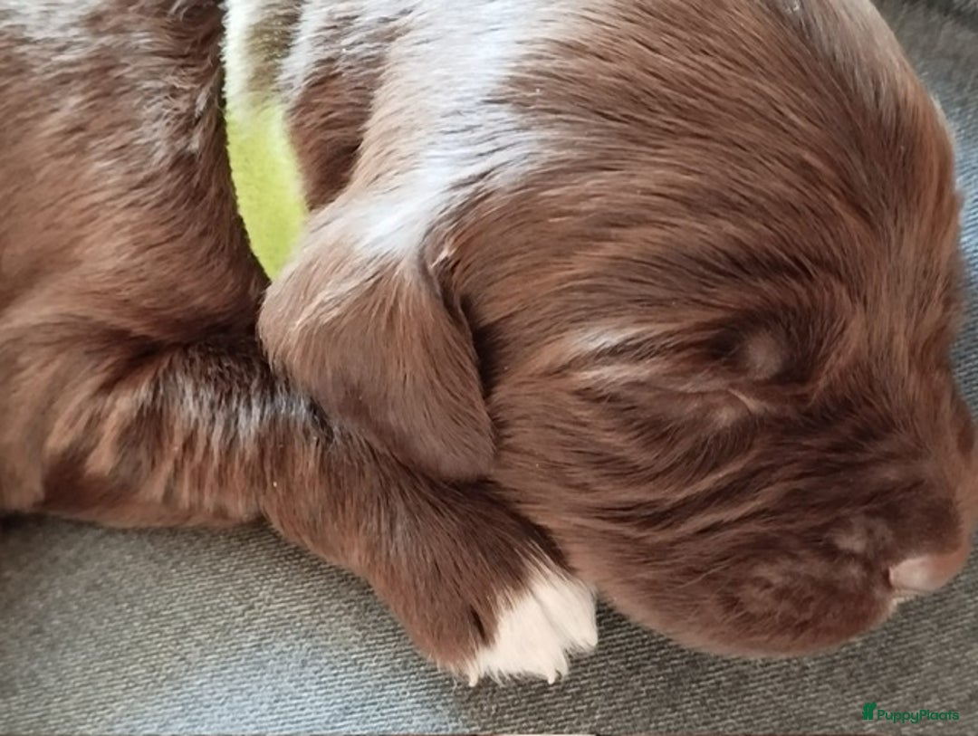 Duitse Staande Hond Langhaar honden te koop: Duitse staande langhaar pups  in Maastricht - Afbeelding 8