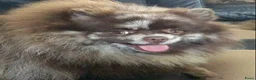 Pomeriaan honden te koop: Pomeranian zwart teefje - Advertentie 7