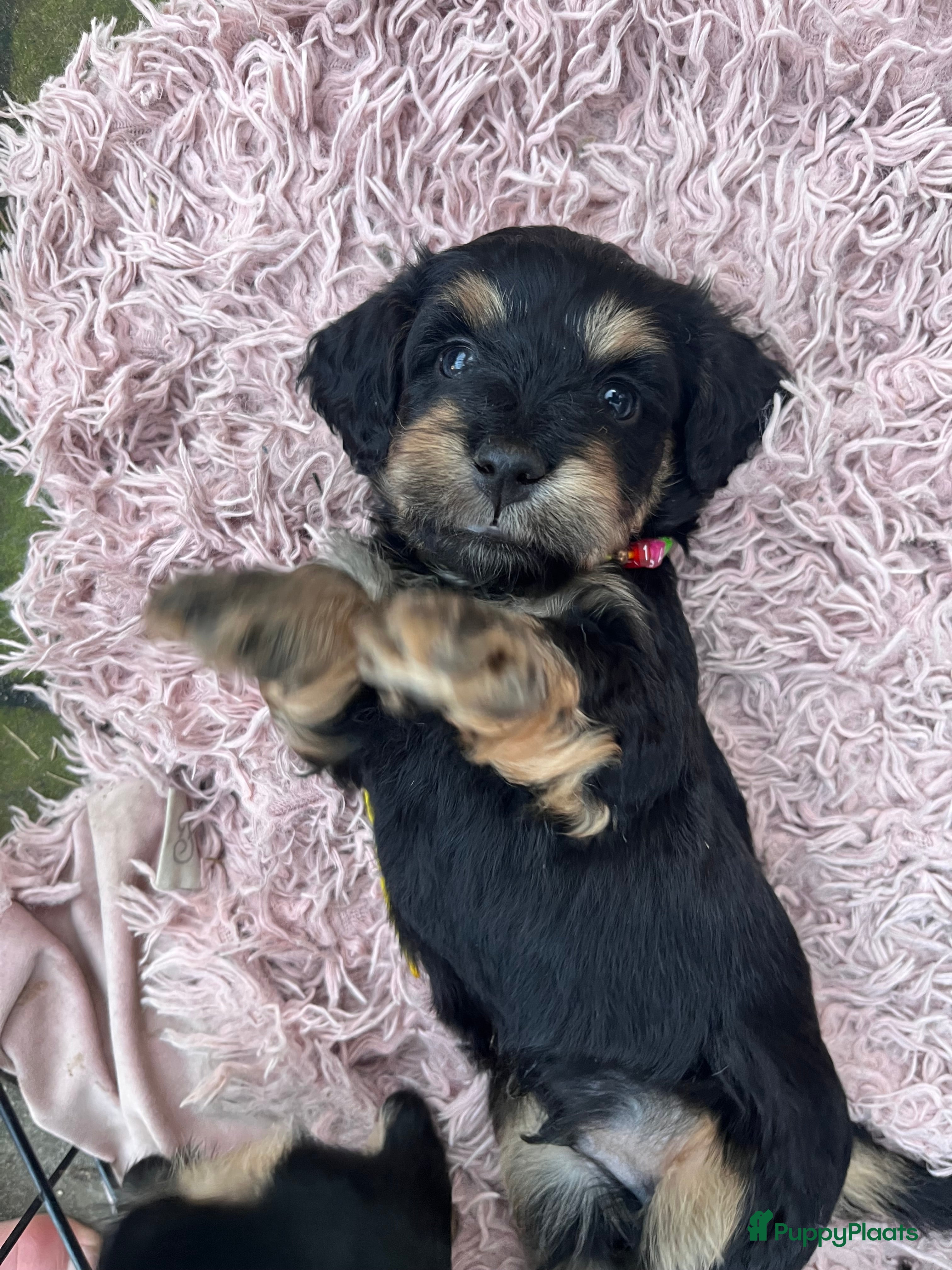 Kruising honden 🤩MALLETECKEL😍🐾dwergteckel X maltezer 🐾  - Advertentie 3