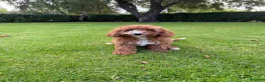 Labradoodle 2