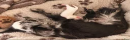 Chihuahua honden te koop: chihuahua pupjes - Advertentie 12