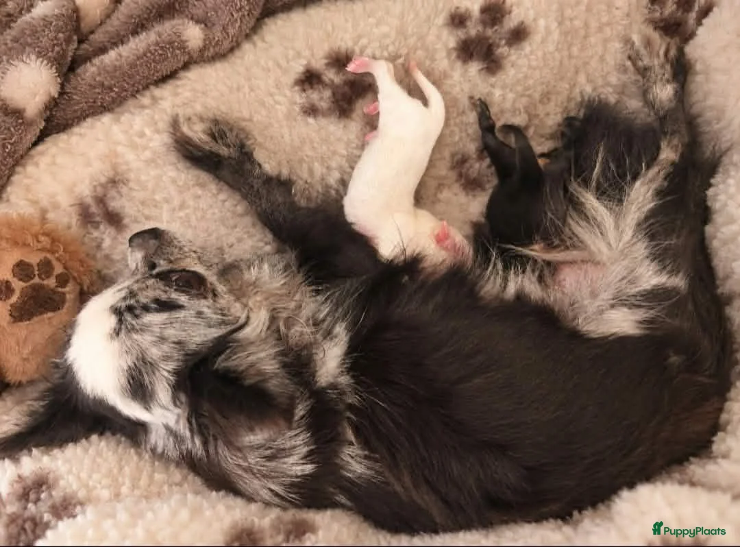 Chihuahua honden te koop: chihuahua pupjes - Advertentie 12