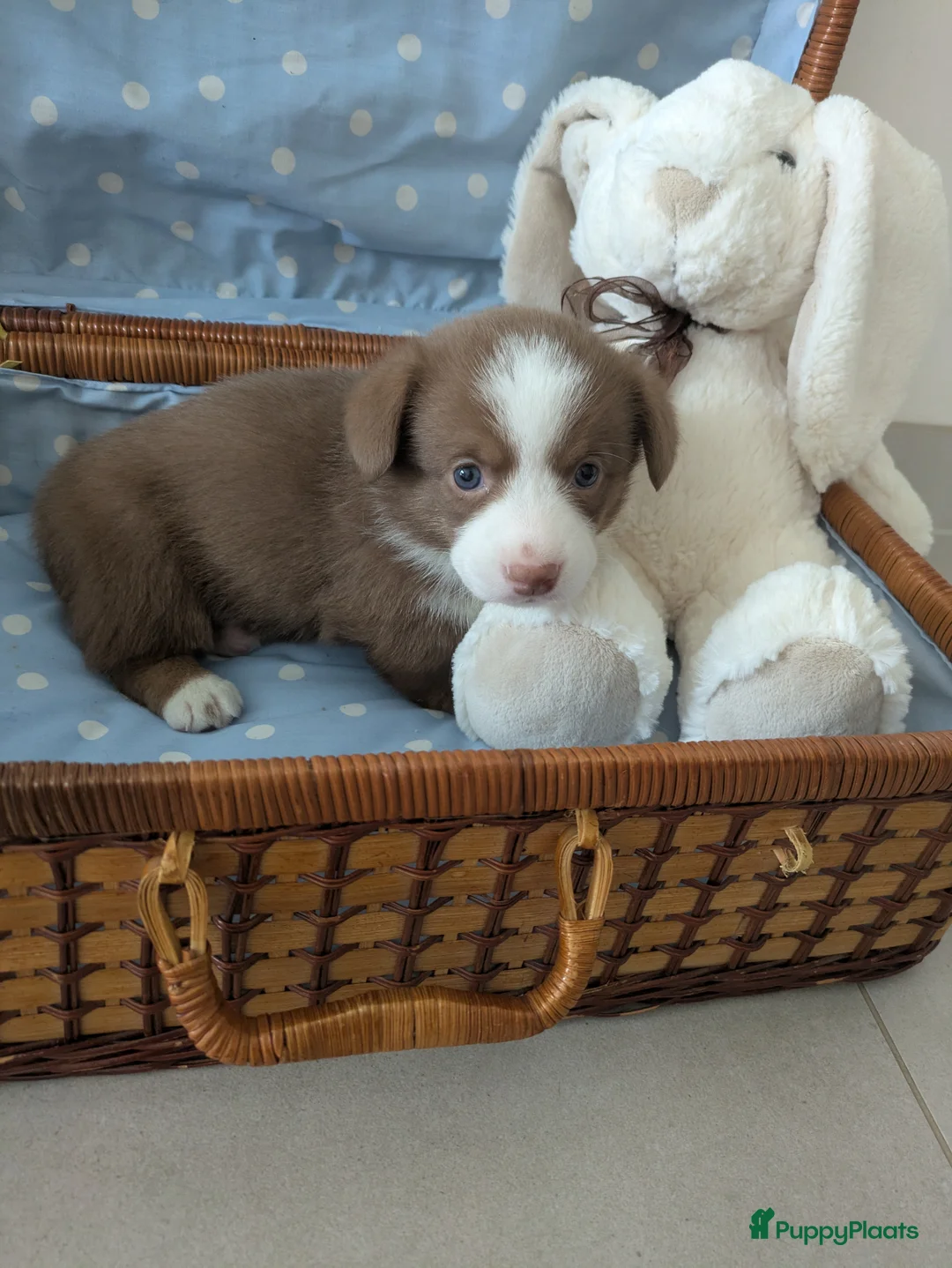Welsh Corgi Cardigan honden te koop: Welsh Corgi Cardigan pups te Nieuwerkerken België - Advertentie 9