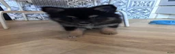 Pomsky honden te koop: 6 pomskys - Advertentie 15