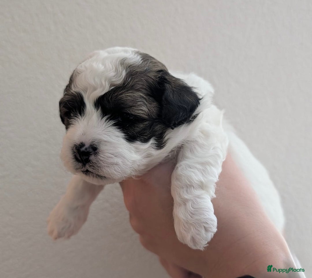 Kruising honden te koop: Lief boomer nestje  - Advertentie 7