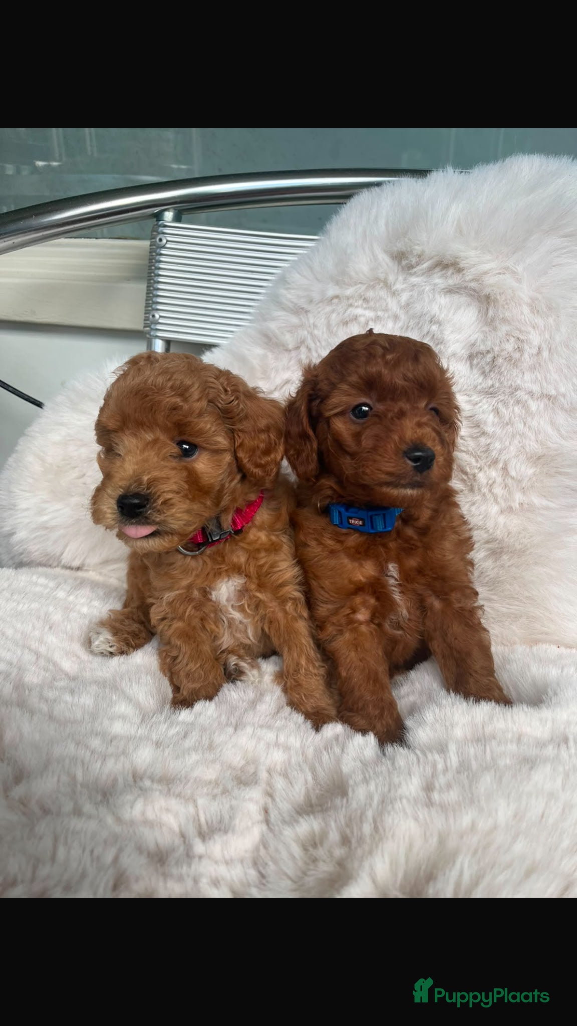 Poedel Toy honden 2 Toypoedel reutjes - Advertentie 1