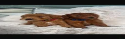 Poedel Toy honden te koop: 2 Toypoedel reutjes - Advertentie 1
