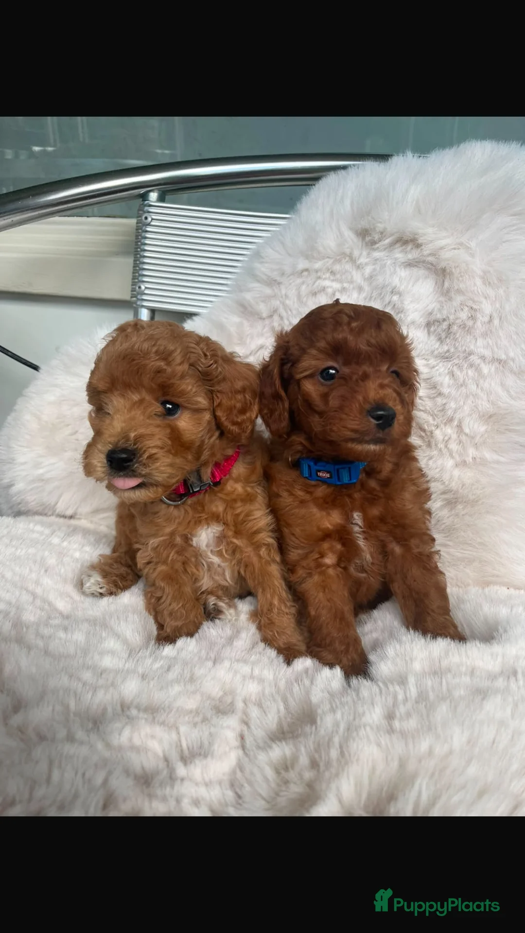 Poedel Toy honden te koop: 2 Toypoedel reutjes - Advertentie 1