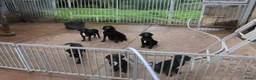 Labrador Retriever honden te koop: leuke labrador pups - Advertentie 6