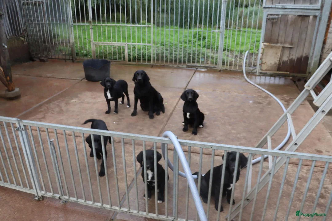 Labrador Retriever honden te koop: leuke labrador pups - Advertentie 6
