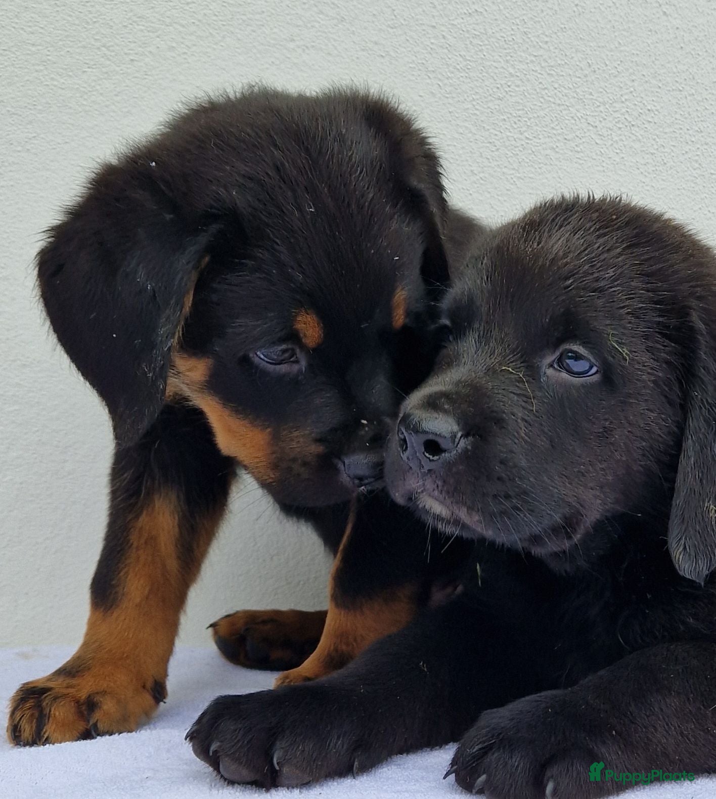 Kruising honden Labrador x berner sennen / boulab - Advertentie 16