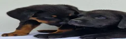 Kruising honden te koop: Labrador x berner sennen / boulab - Advertentie 1