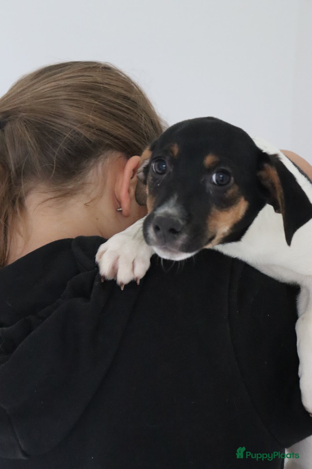 Jack Russel Terriër honden te koop: lieve Jack Russel pups  - Advertentie 19