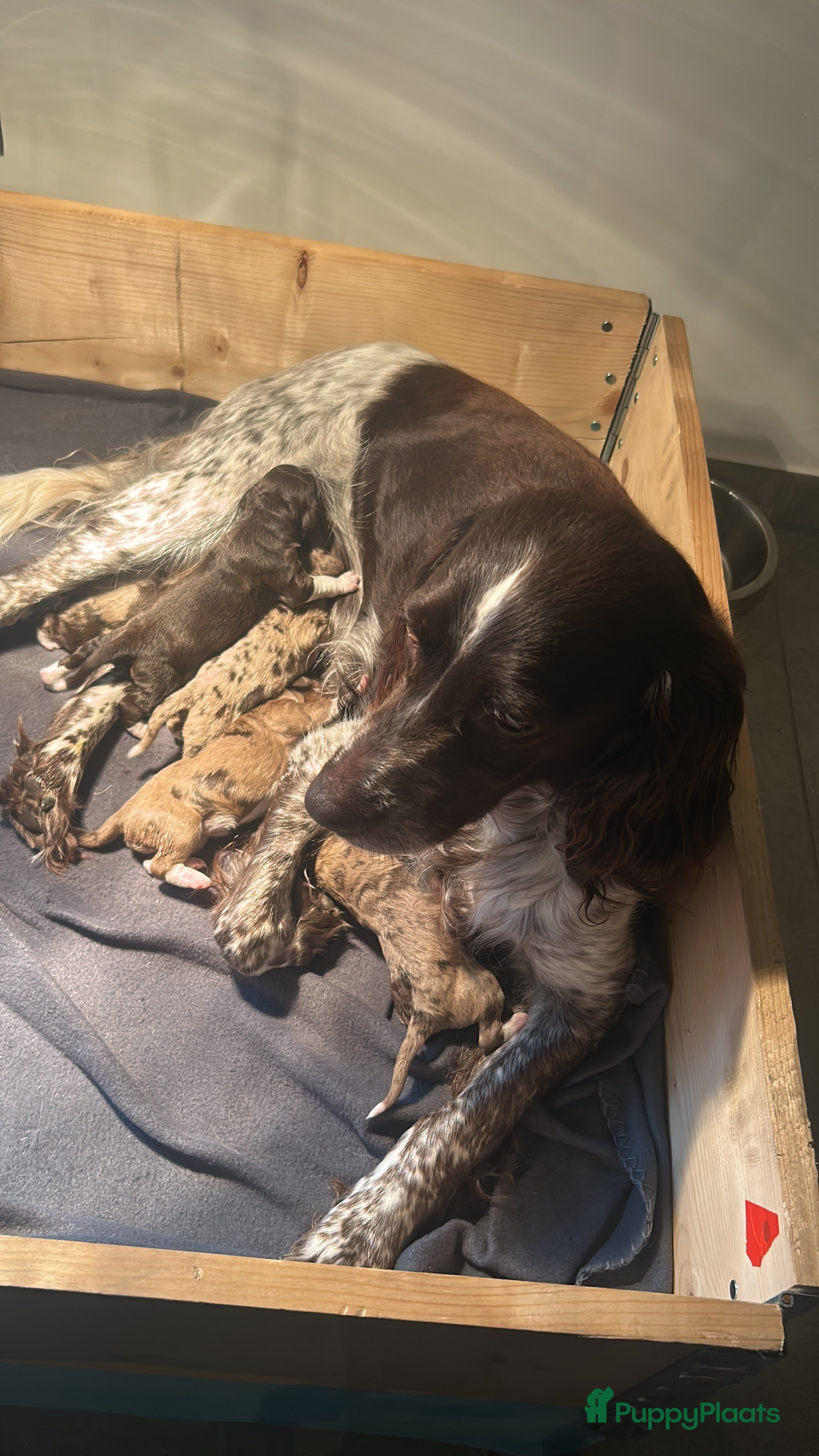 Kruising honden Heidewachtel /australian shepherd puppy’s  - Advertentie 2