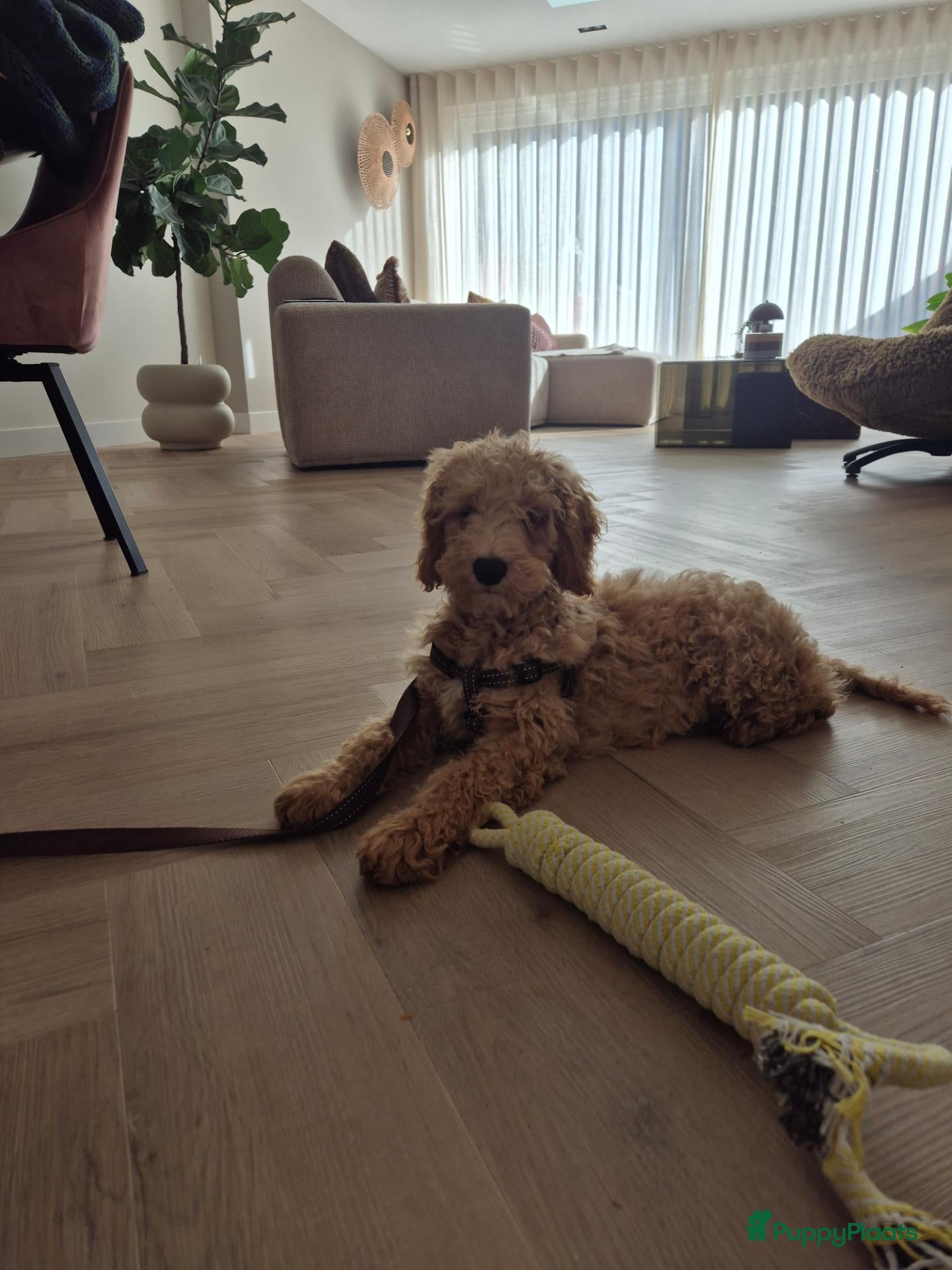 Labradoodle honden Labradoodle Pup Reu  - Advertentie 1