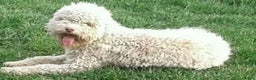 Lagotto Romagnolo honden te koop: Lagotto Romagnolo pups - Advertentie 19