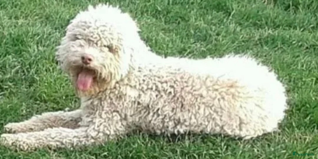 Lagotto Romagnolo honden te koop: Lagotto Romagnolo pups - Advertentie 19