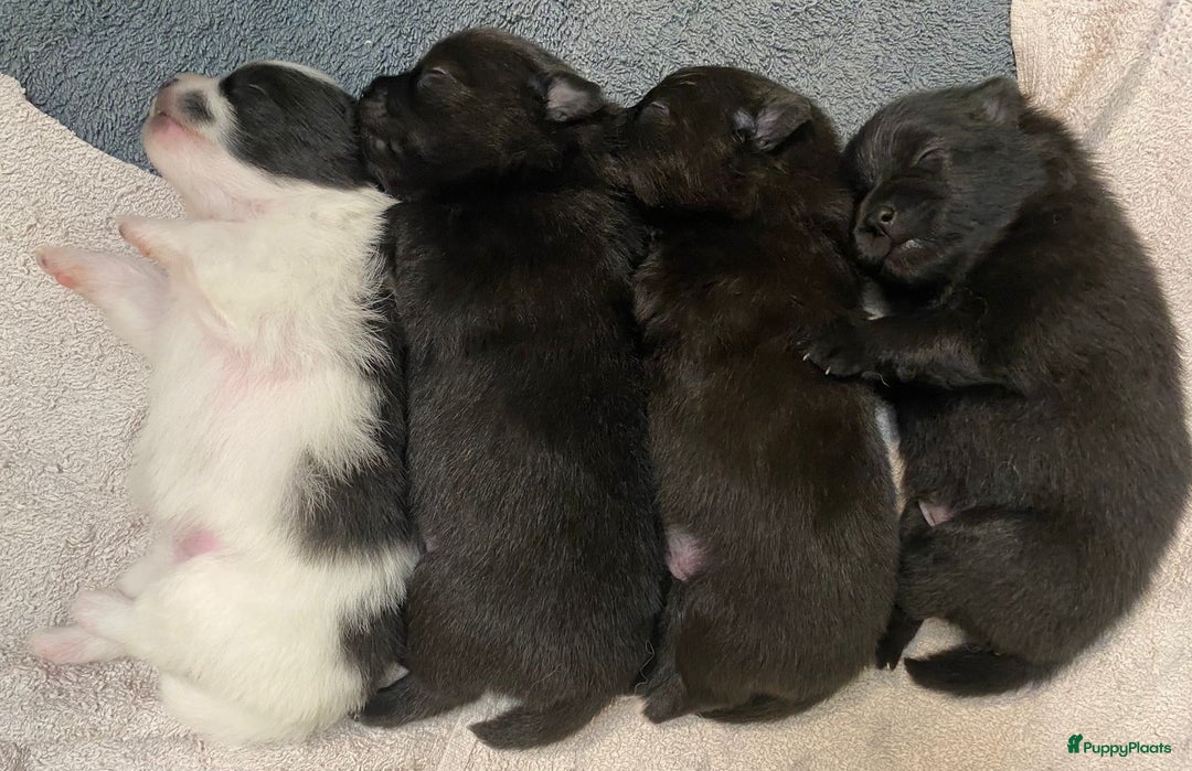 Pomeriaan honden te koop: 4 Prachtige pomeriaan/dwergkees pups. 💙💜 - Advertentie 4