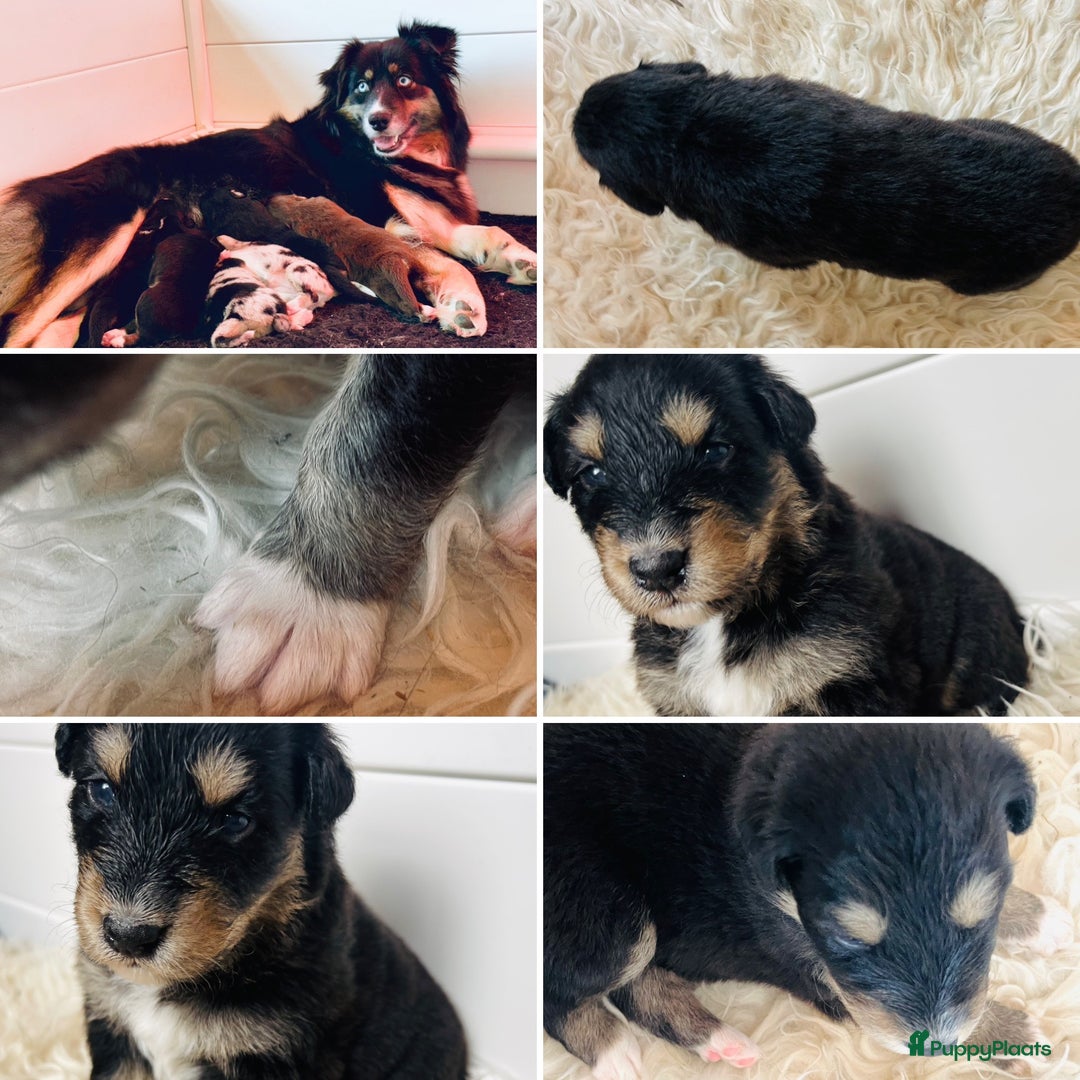 Australian Shepherd honden te koop: Prachtige pups Australian shepherd X Pomsky  - Afbeelding 6