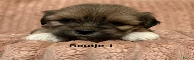 Lhasa Apso 1