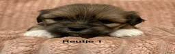 Lhasa Apso honden te koop: 🐾 Lhasa Apso Pups met stamboom! 🐾 in Rozenburg - Advertentie 4