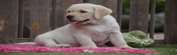 Labrador Retriever honden te koop: Authentieke Gele Labrador pups met Stamboom  - Advertentie 15