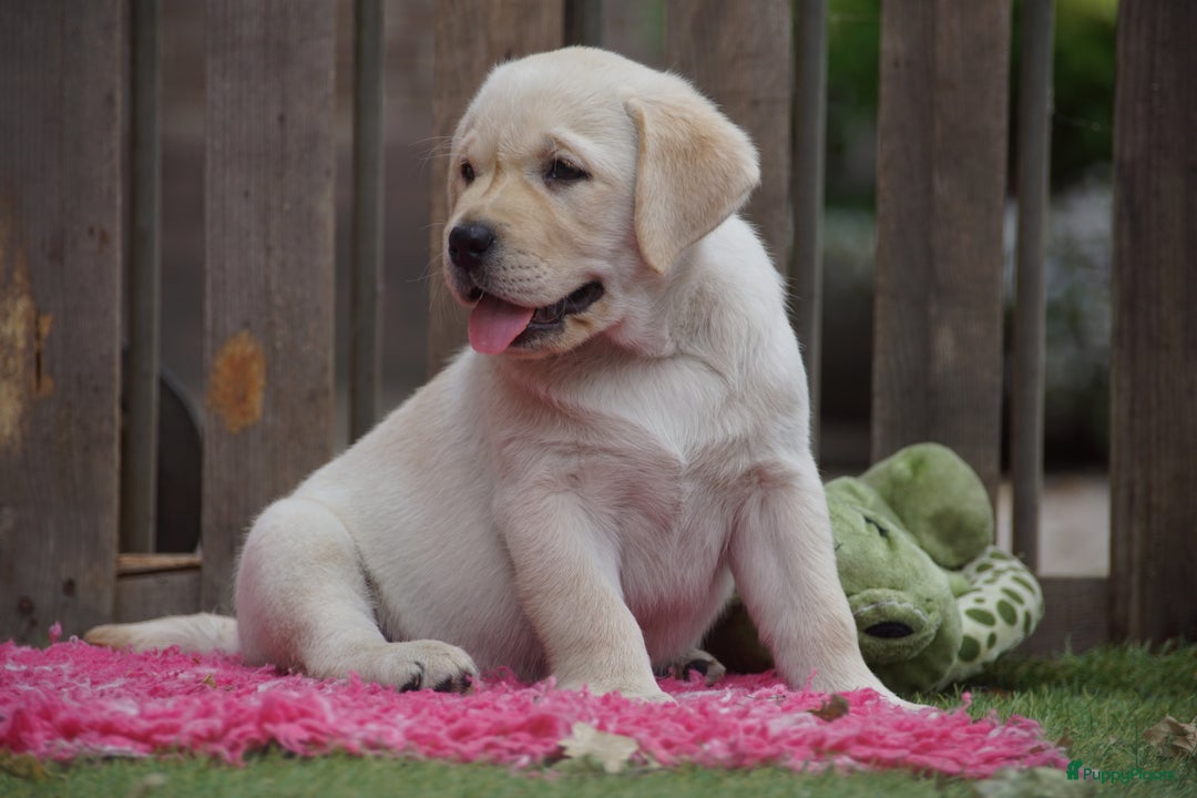 Labrador Retriever honden te koop: Authentieke Gele Labrador pups met Stamboom  - Advertentie 15