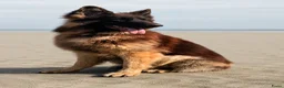 Duitse Herder honden te koop: Prachtige donkere Oud Duitse Herder pups  - Advertentie 3