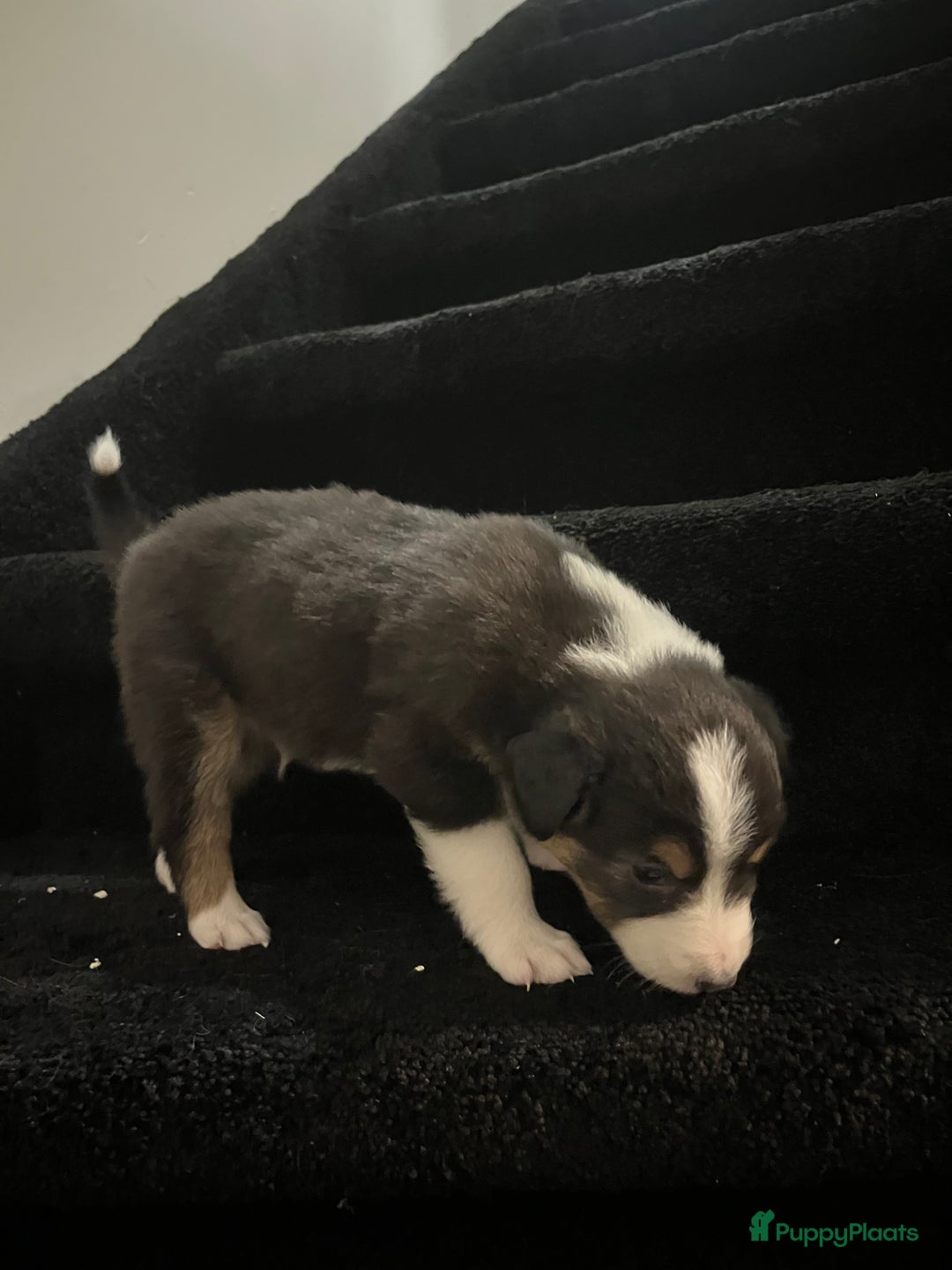 Australian Shepherd honden te koop: Raszuivere Australian Shepherd pups - Advertentie 6