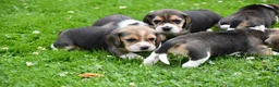 Beagle honden te koop: Prachtige Beagle pups  - Advertentie 32