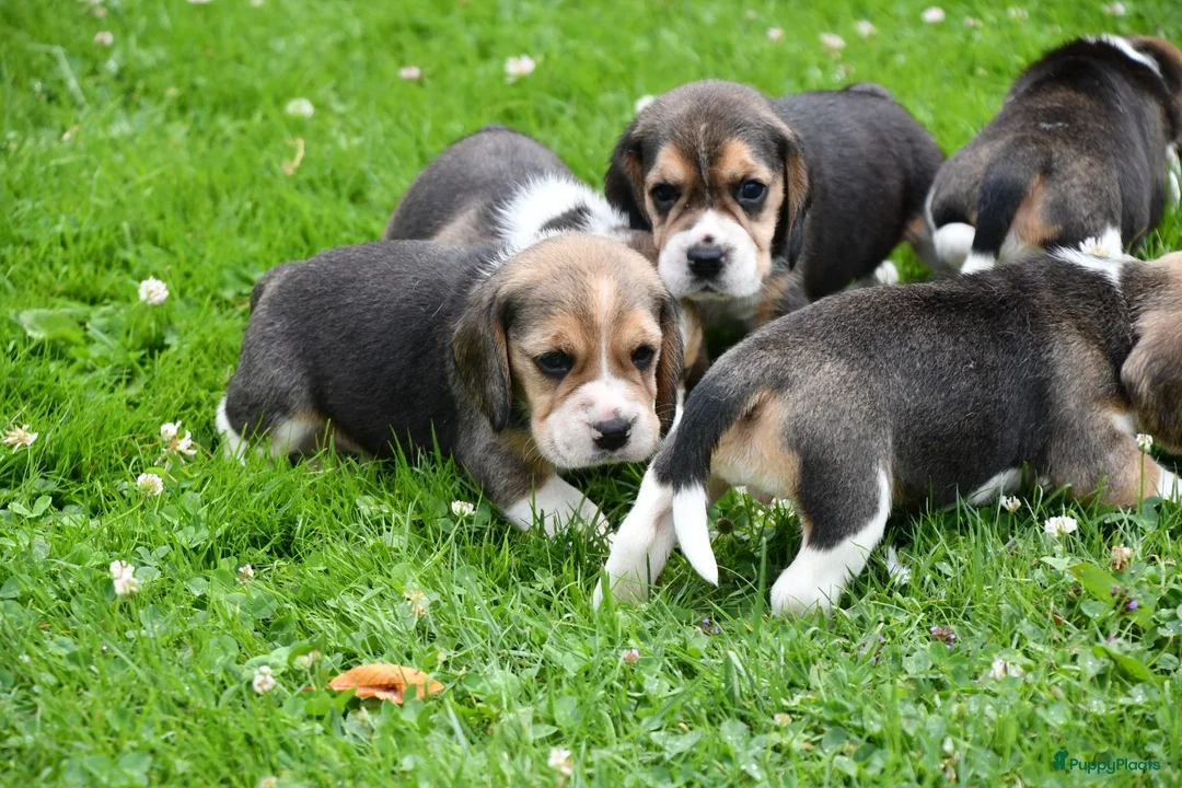 Beagle honden te koop: Prachtige Beagle pups  - Advertentie 32