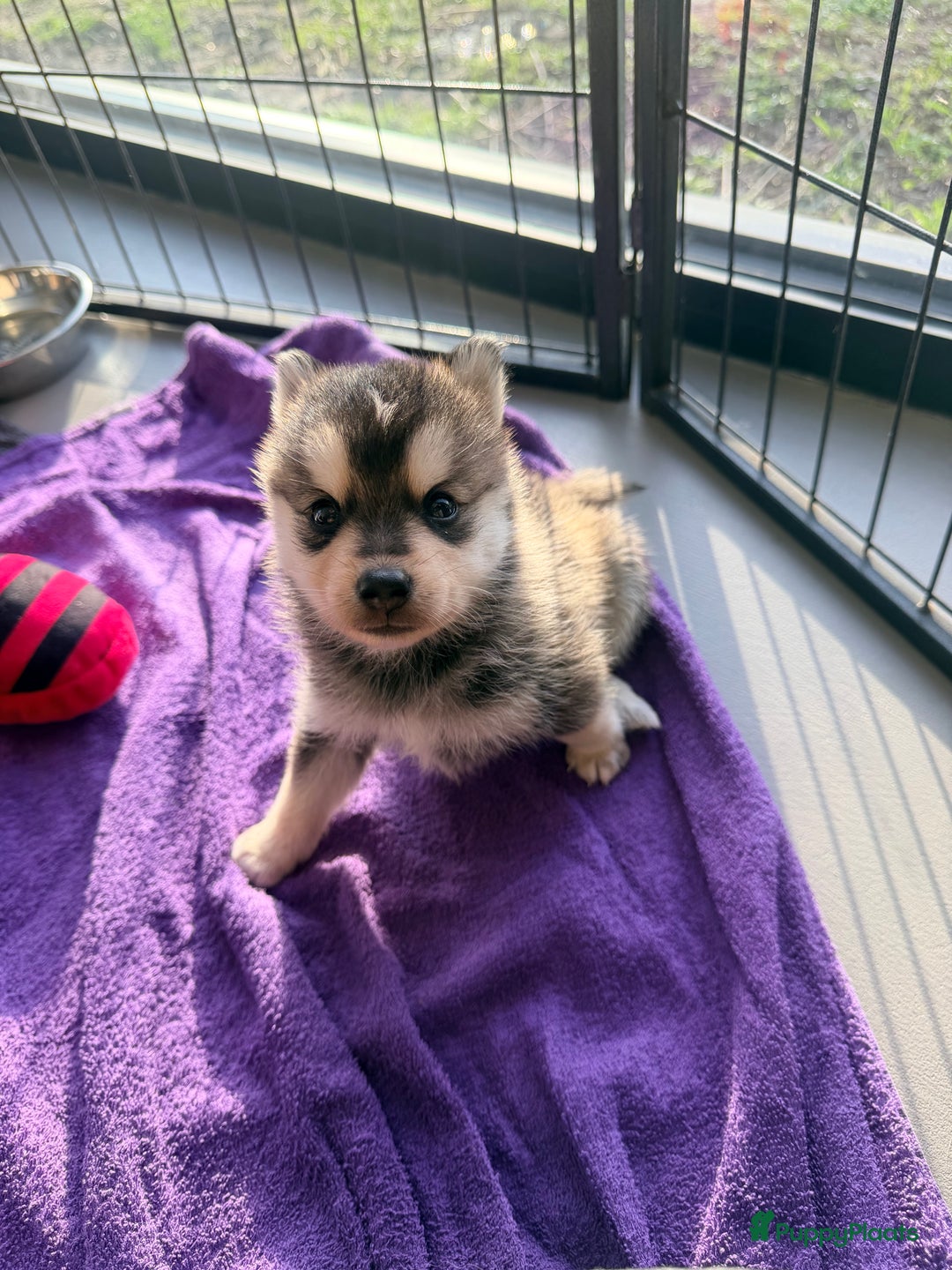 Kruising honden te koop: Prachtige Pomsky pups, in huis opgegroeid - Advertentie 5