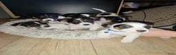 Jack Russel Terriër honden te koop: Super lieve en mooie pups te koop  in Waardenburg - Advertentie 1