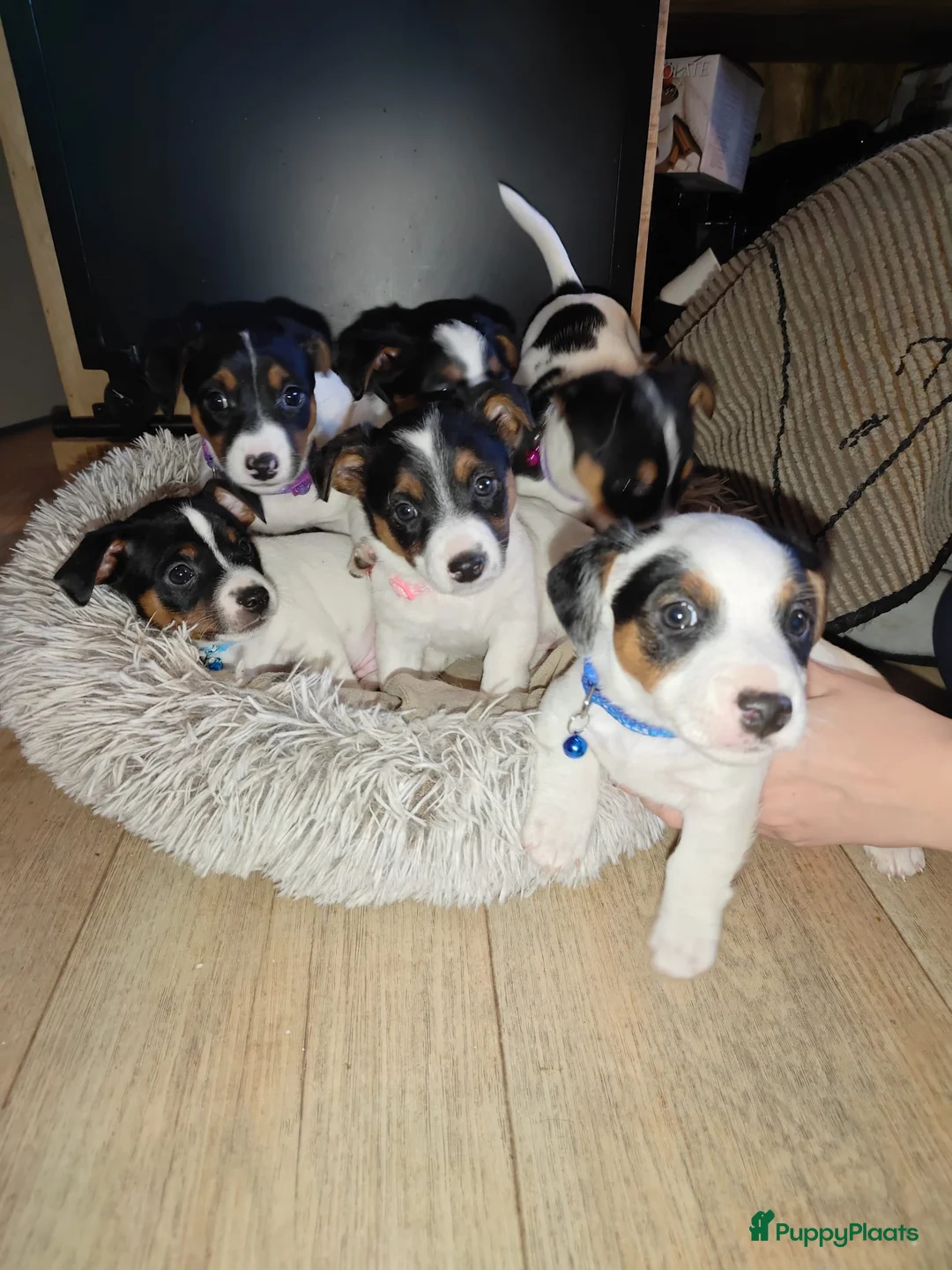 Jack Russel Terriër honden te koop: Super lieve en mooie pups te koop  in Waardenburg - Advertentie 1