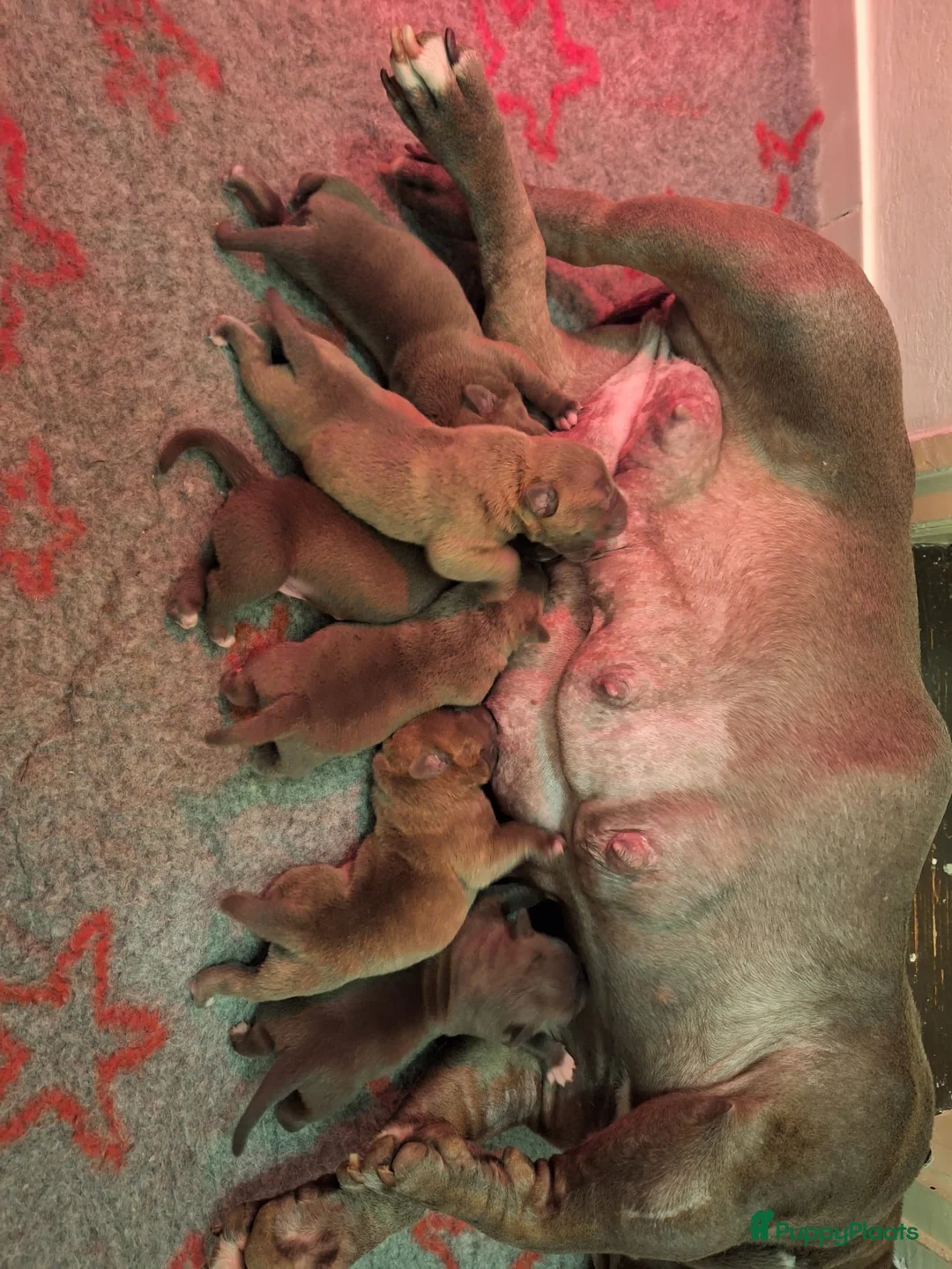 Amerikaanse Bully honden te koop: Amerikaanse bully pocket - Advertentie 9