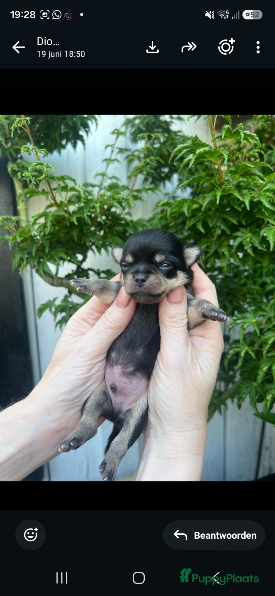 Chihuahua honden  Mooie Chihuahua pups - Advertentie 1