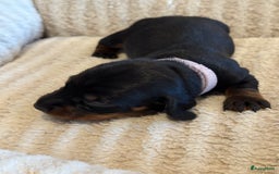 Teckel (korthaar)  honden te koop: Dwergteckel teefjes op zoek naar een gouden mandje in Halsteren - Afbeelding 19