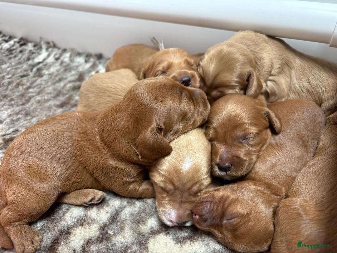 Australian Labradoodle honden te koop: Australian Labradoodle pups van geteste ouders - Advertentie 2