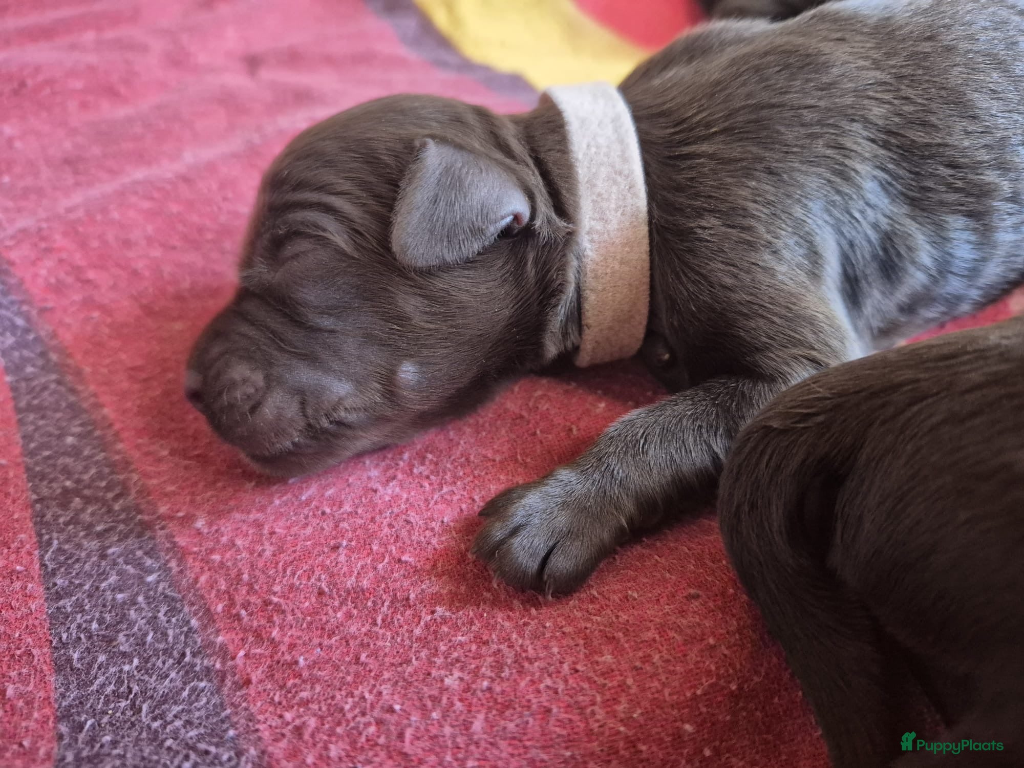 Duitse Staande Hond Langhaar honden te koop: Duitse staande langhaar pups - Advertentie 1