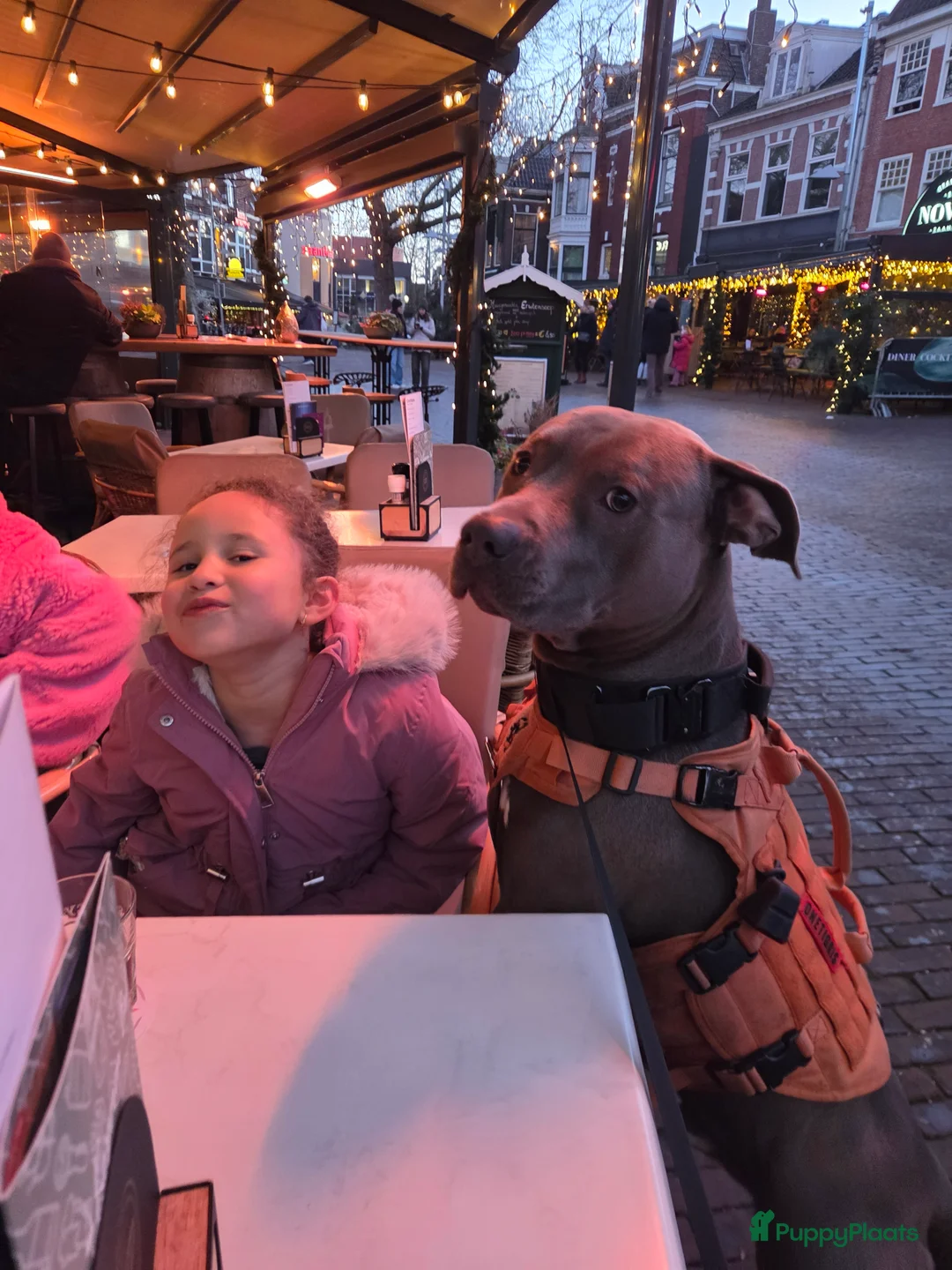 American Staffordshire Terriër honden ter dekking: Amerikaanse Stafford Sniper - Advertentie 6