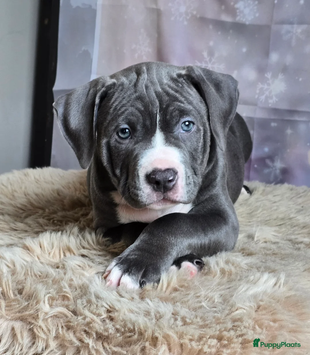 Amerikaanse Bully honden te koop: American Bully XL met ABKC stamboom  - Advertentie 5
