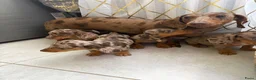 Teckel (korthaar)  honden te koop: Dwerg Harlequin Teckel pupjes - Advertentie 6
