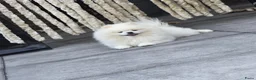 Pomeriaan honden te koop: Dwergkees pomeriaan  - Advertentie 21