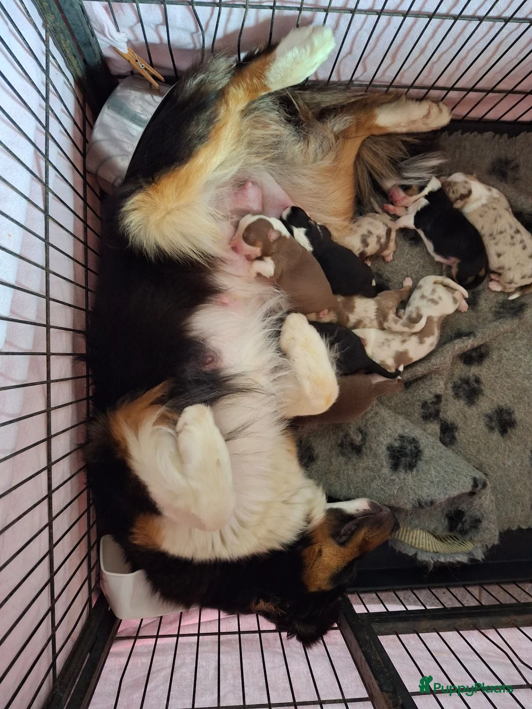 Australian Shepherd honden te koop: Raszuivere Australian Shepherd pups, getest ouders - Advertentie 1