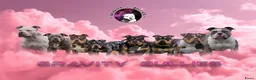 Amerikaanse Bully honden te koop: American Bully pocket pups verwacht - Advertentie 32