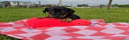 Jack Russel Terriër honden te koop: 4 Jack Russel pups: Black and Tan + Driekleurig 🐶 - Advertentie 6