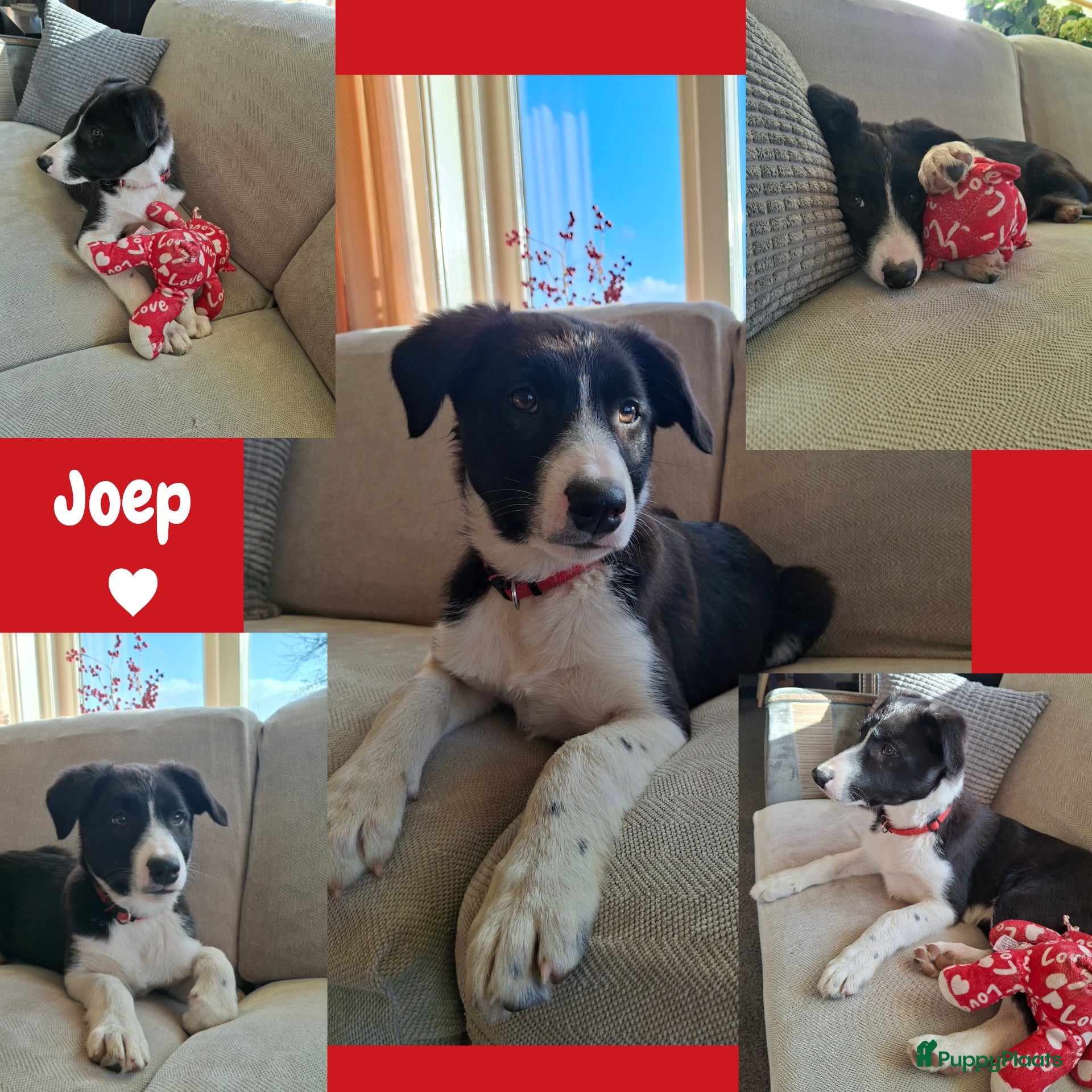 Border Collie honden Super sociale aanhankelijke pups - Advertentie 1