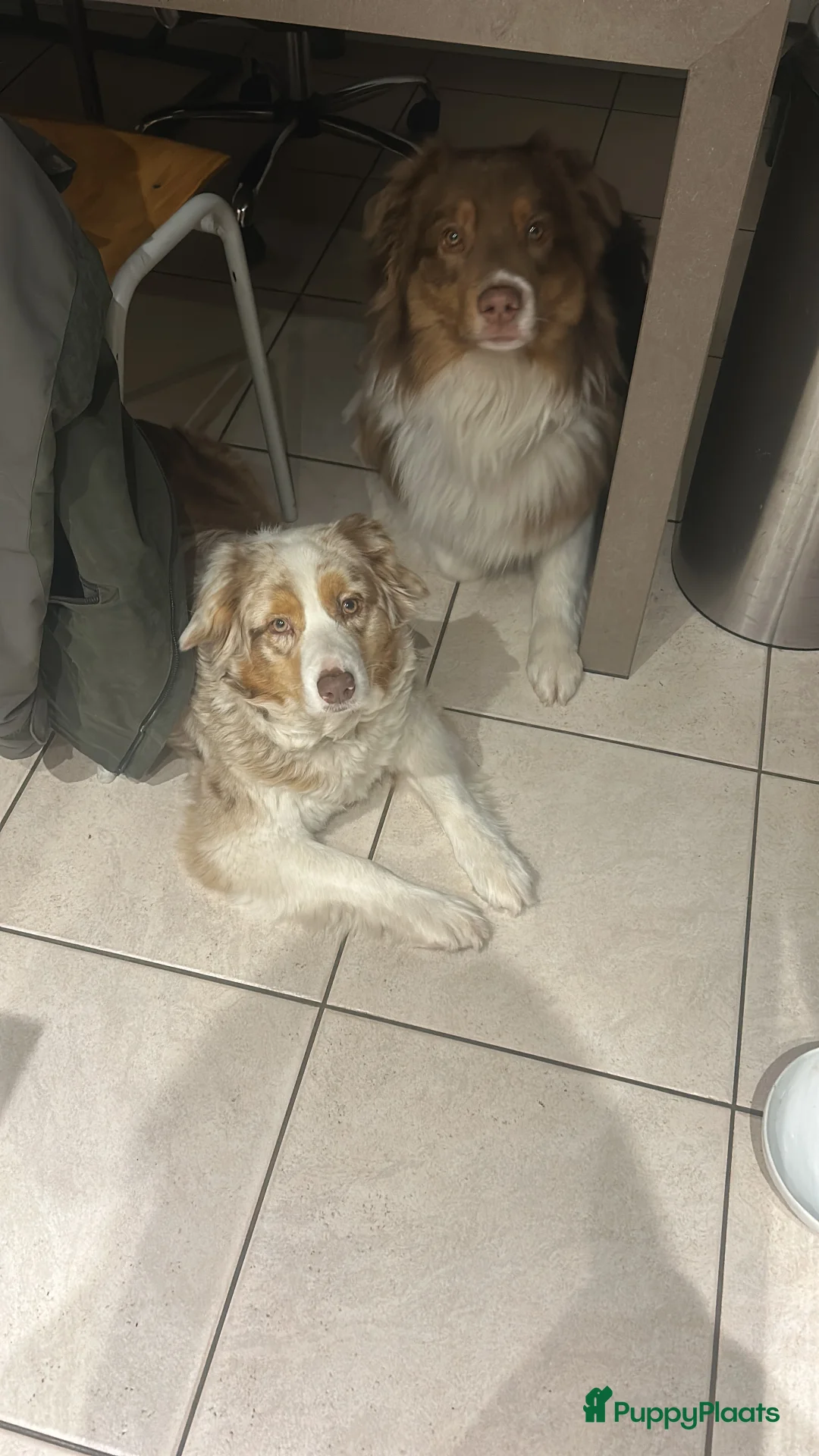 Australian Shepherd honden te koop: 100% raszuivere Australian Sheperd pups - Advertentie 28