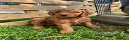 Australian Labradoodle honden te koop: Prachtig nest labradoodles (medium) - Advertentie 11